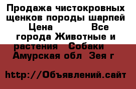 Продажа чистокровных щенков породы шарпей › Цена ­ 8 000 - Все города Животные и растения » Собаки   . Амурская обл.,Зея г.